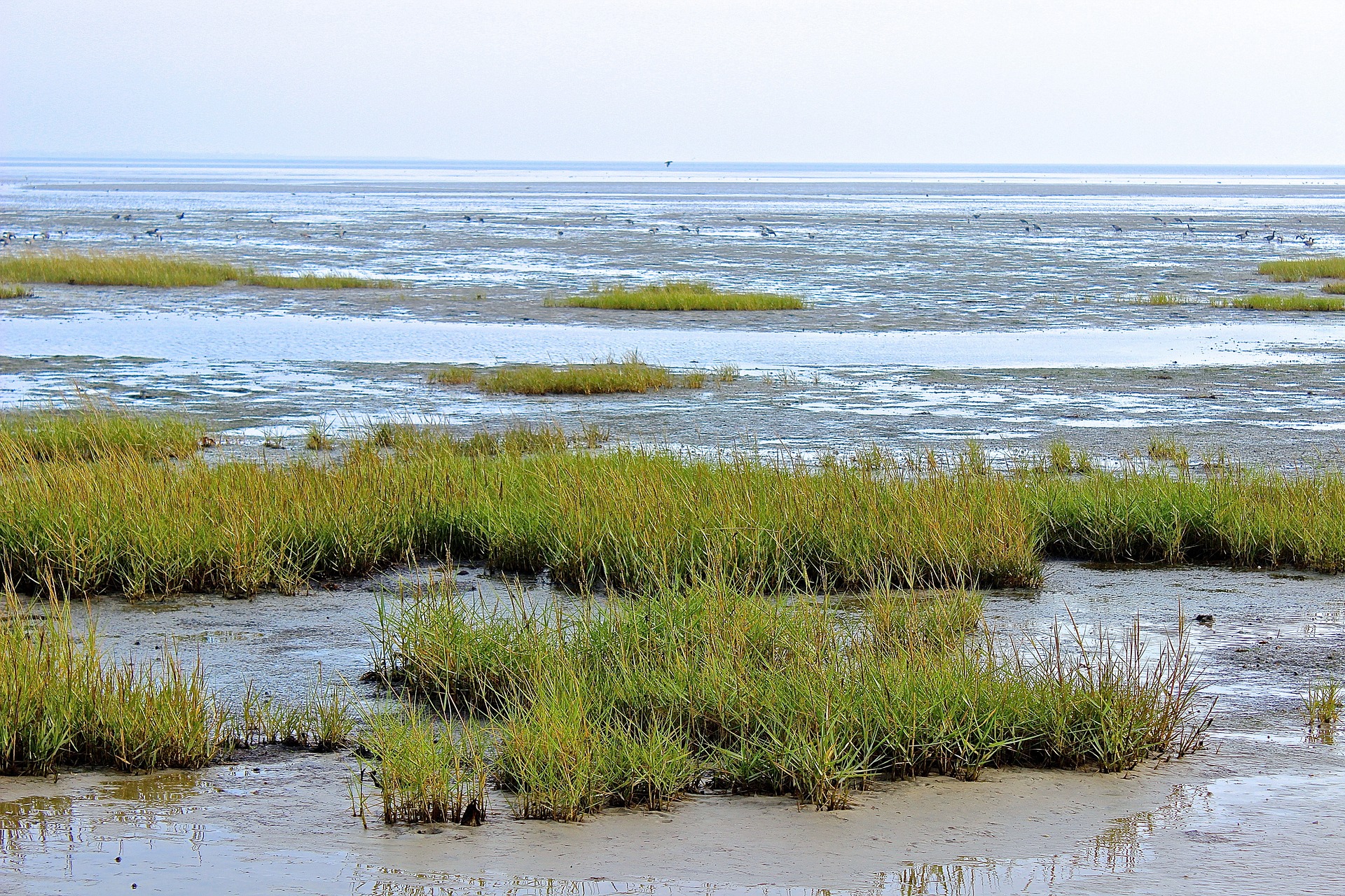 Nationalpark Wattenmeer in Dänemark